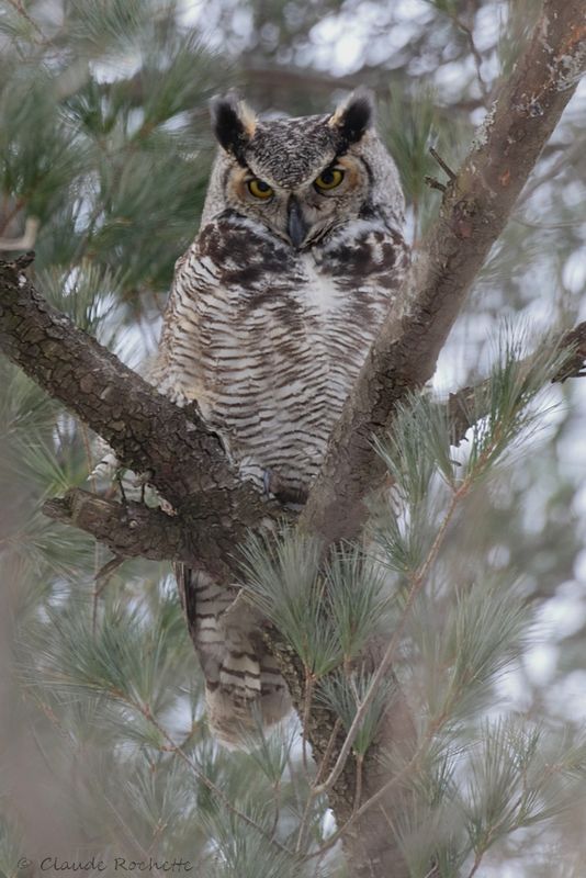 Grand duc d'Amérique / Great Horned Owl