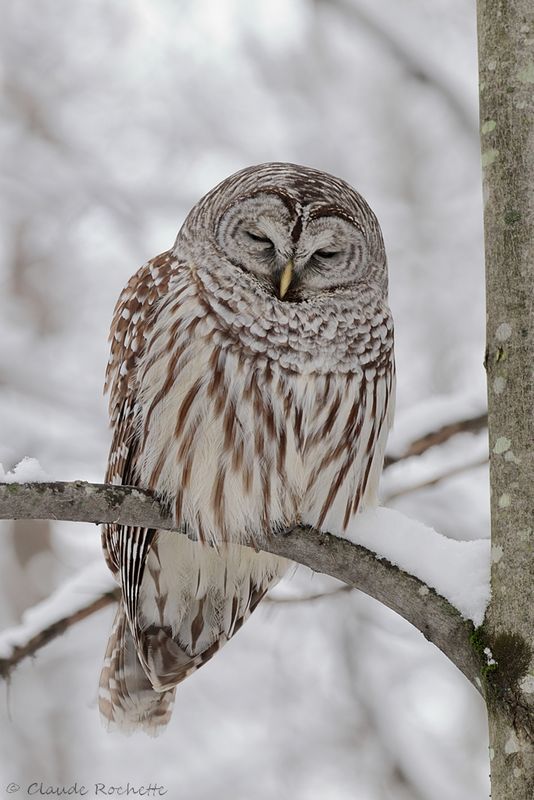 Chouette rayée / Barred Owl