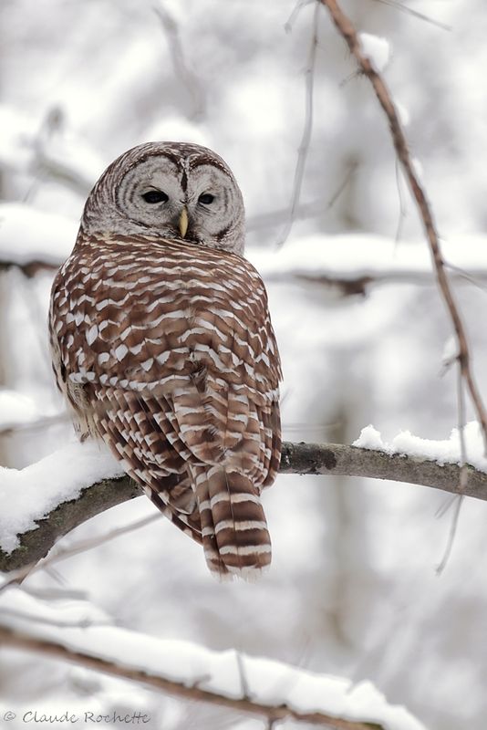 Chouette rayée / Barred Owl