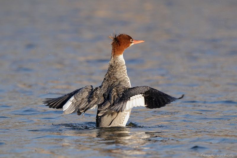 Grand harle / Common Merganser