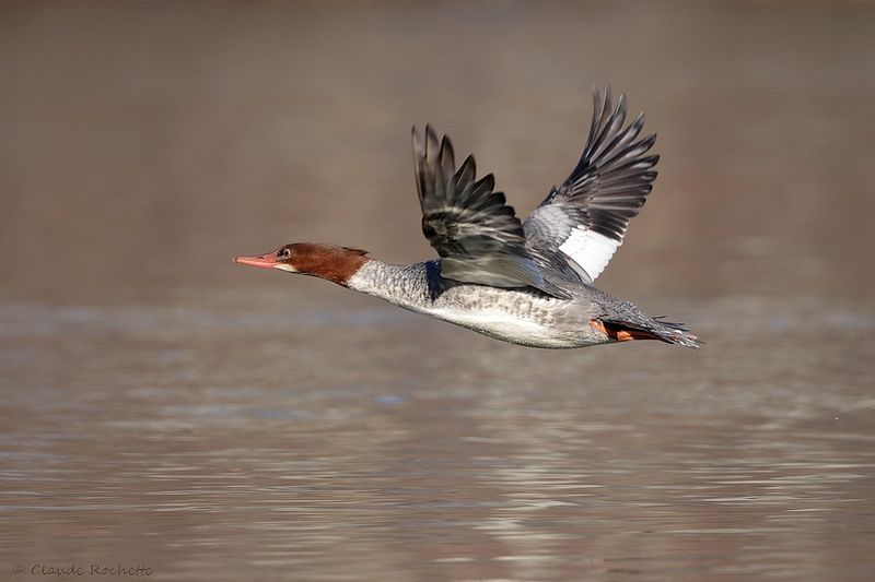 Grand harle / Common Merganser