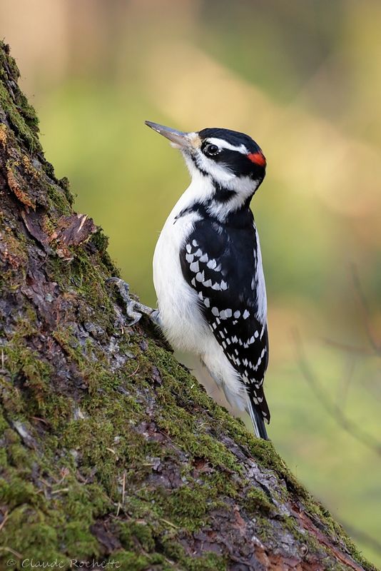 Pic chevelu / Hairy Woodpecker