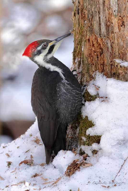 Grand pic / Pileated Woodpecker