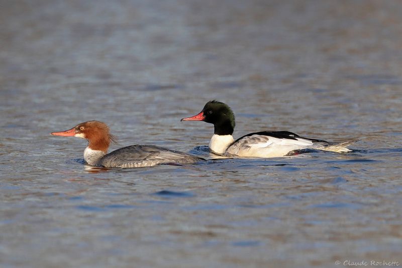 Grand harle / Common Merganser