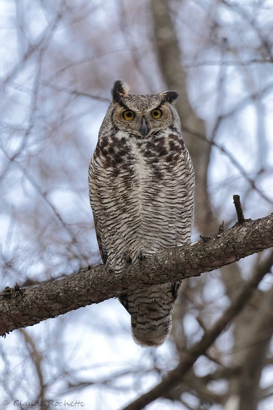 Grand duc d'Amérique / Great Horned Owl