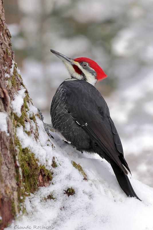 Grand pic / Pileated Woodpecker