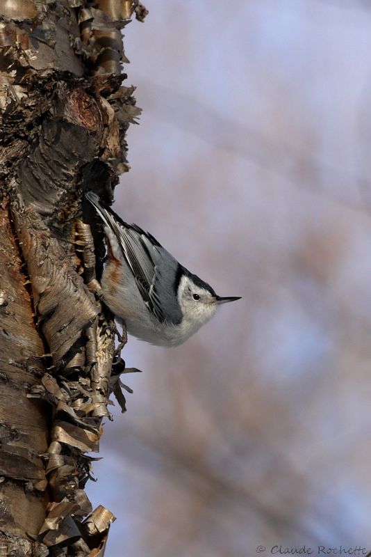 Sittelle à poitrine blanche / White-breasted Nuthatch