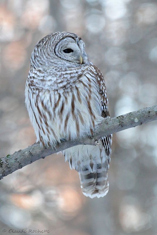 Chouette rayée / Barred Owl