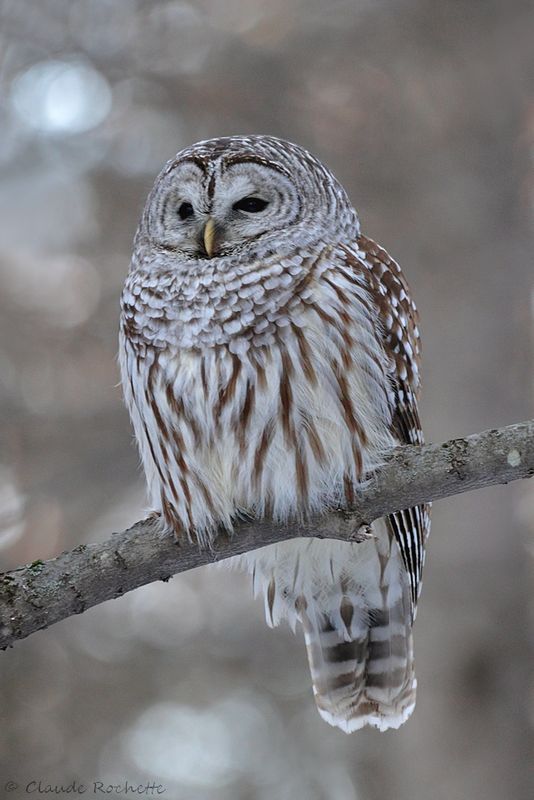 Chouette rayée / Barred Owl