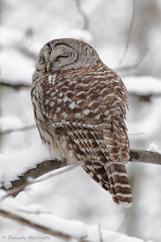 Chouette rayée / Barred Owl
