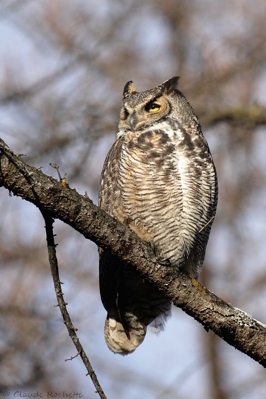 Grand duc d'Amérique / Great Horned Owl