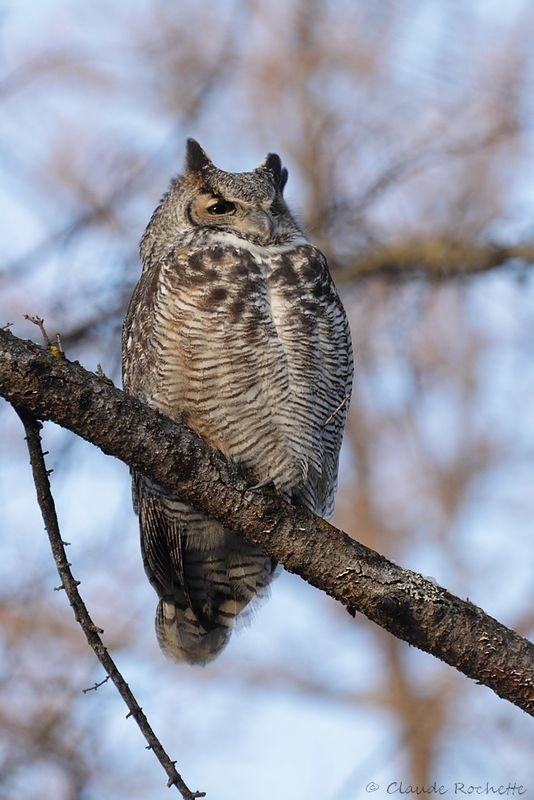 Grand duc d'Amérique / Great Horned Owl