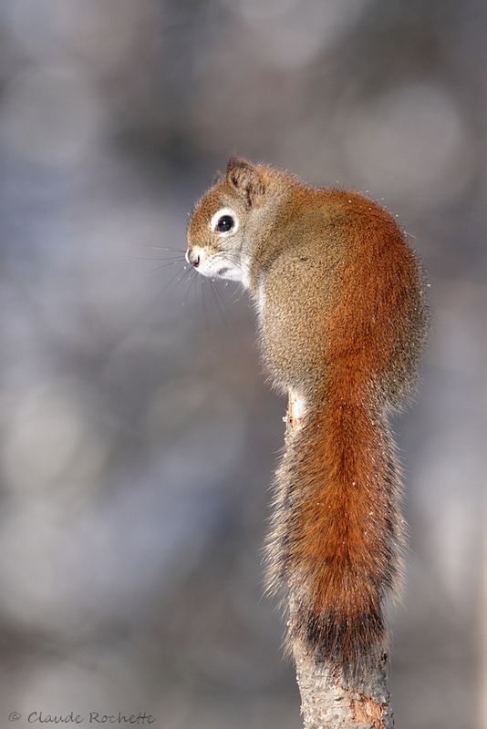 Écureuil roux / Red Squirell
