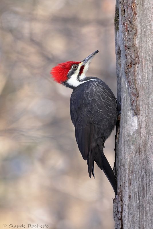 Grand pic / Pileated Woodpecker