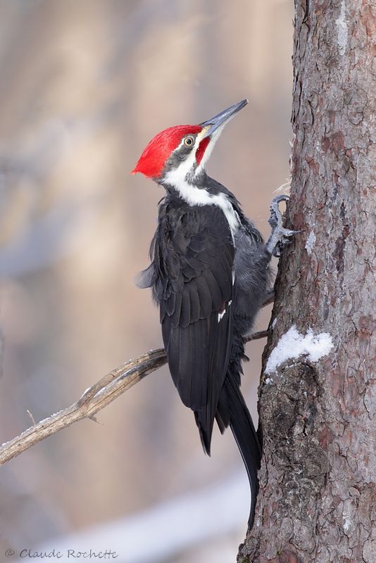 Grand pic / Pileated Woodpecker