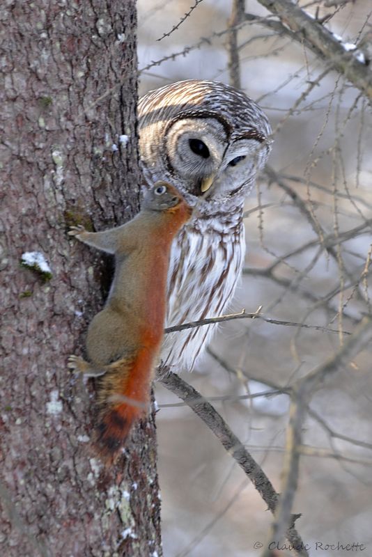 Chouette rayée / Barred Owl