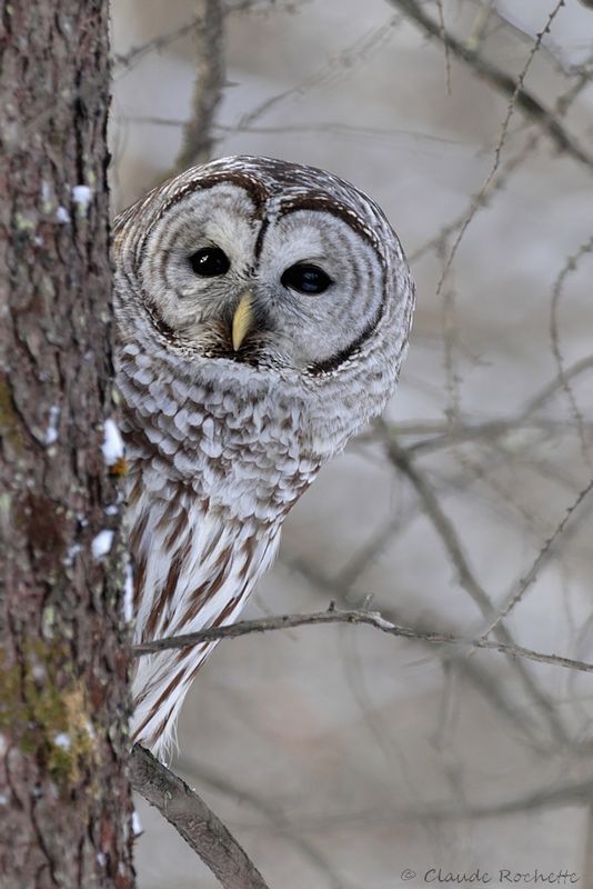 Chouette rayée / Barred Owl