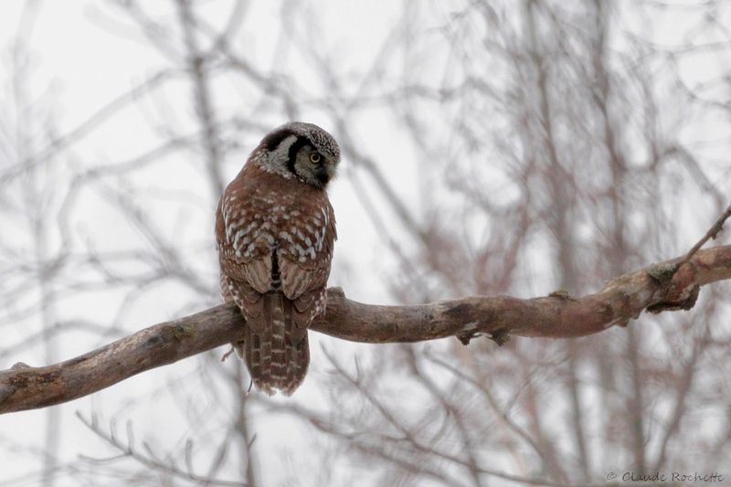 Épervière boréal / Northern Hawk Owl