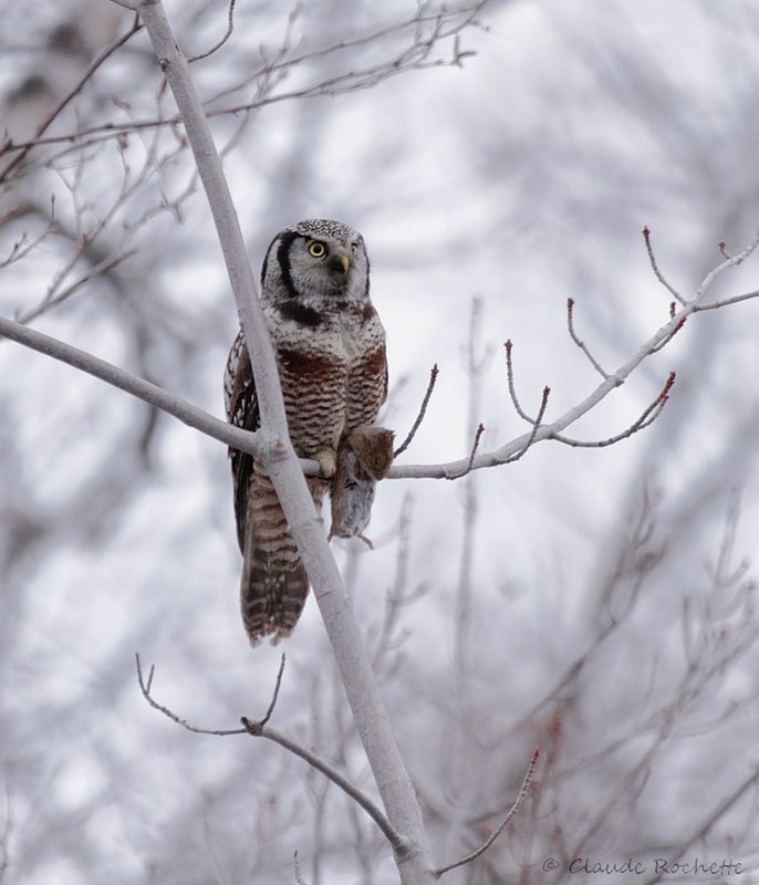 Épervière boréal / Northern Hawk Owl