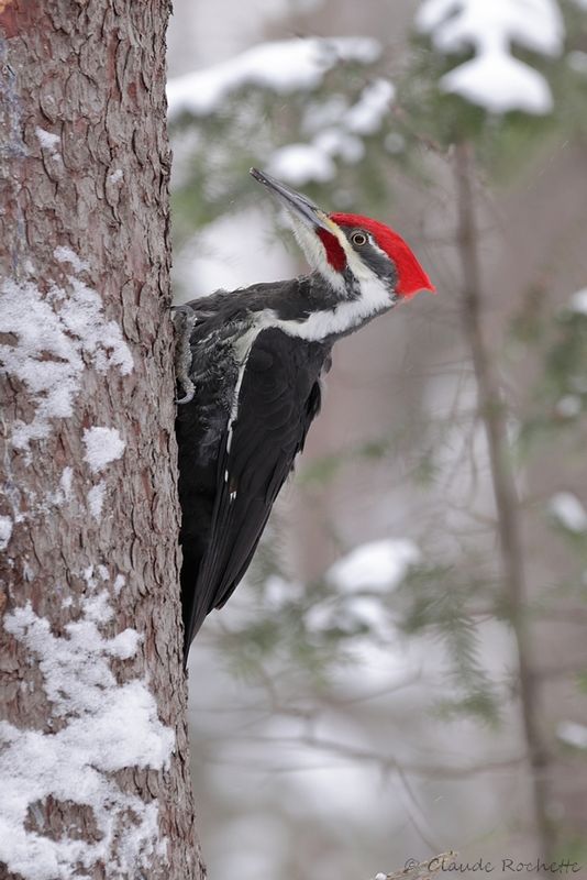 Grand pic / Pileated Woodpecker