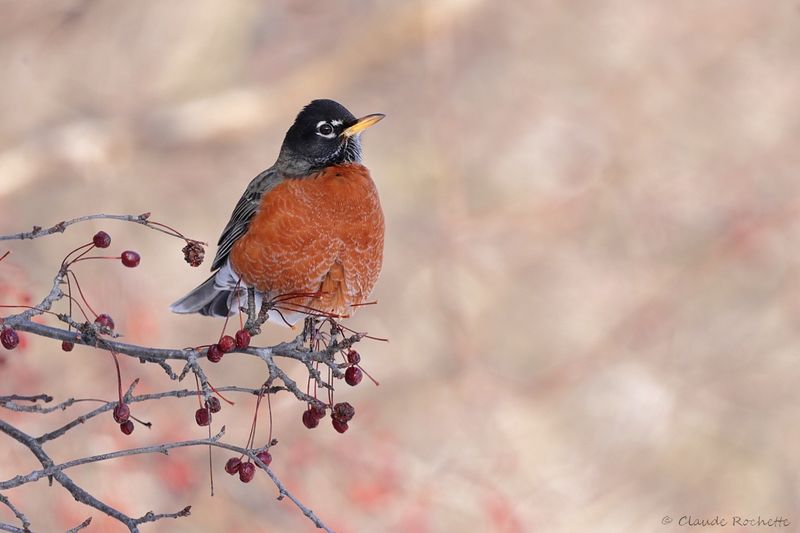 Merle d'Amérique / American Robin