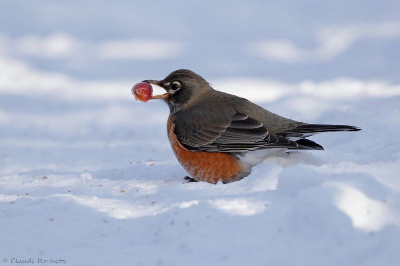 Merle d'Amérique / American Robin