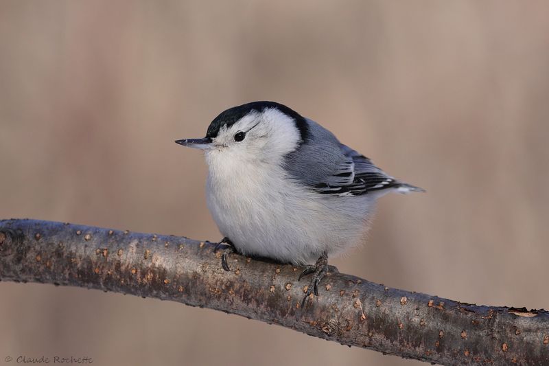 Sittelle à poitrine blanche / White-breasted Nuthatch