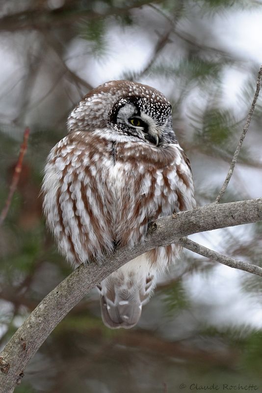 Nyctale de tengmalm / Boreal Owl