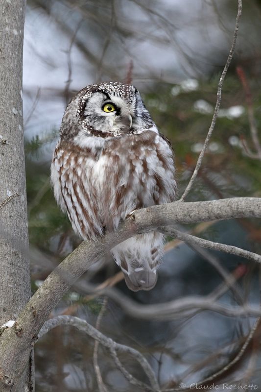 Nyctale de tengmalm / Boreal Owl