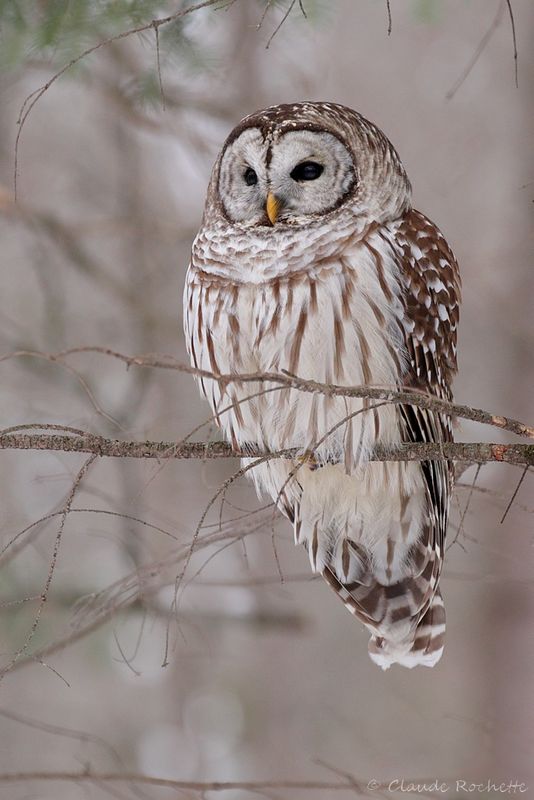 Chouette rayée / Barred Owl