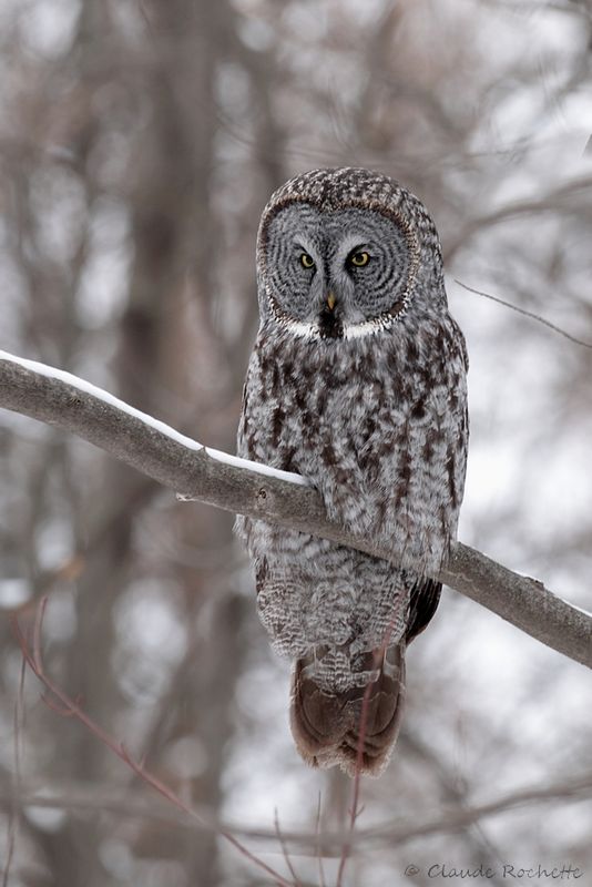 Chouette lapone / Great Gray Owl