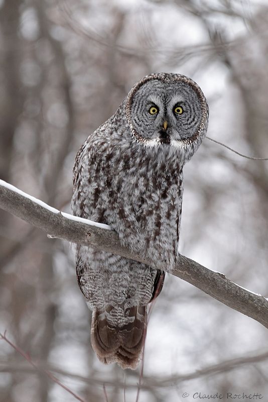 Chouette lapone / Great Gray Owl