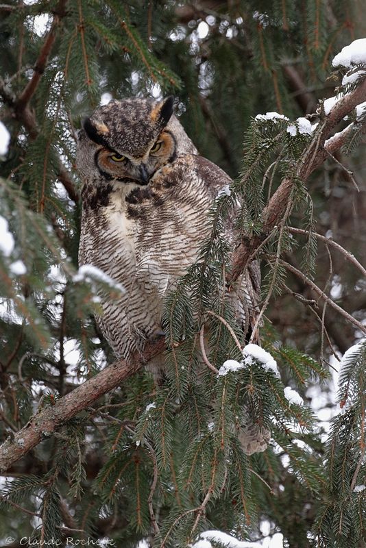Grand duc d'Amérique / Great Horned Owl