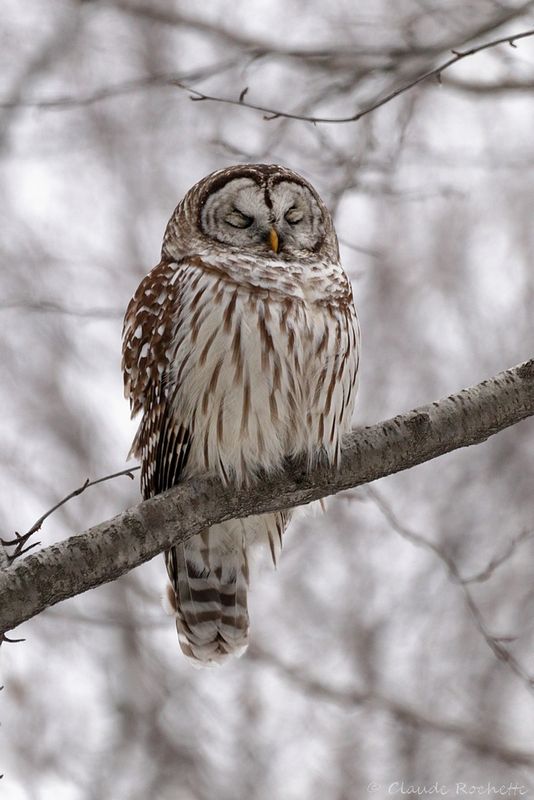 Chouette rayée / Barred Owl