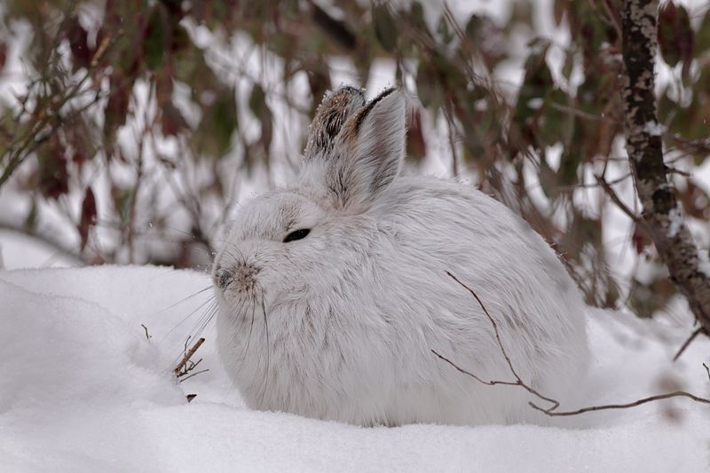 Lièvre d'Amérique / Snowshoe Hare