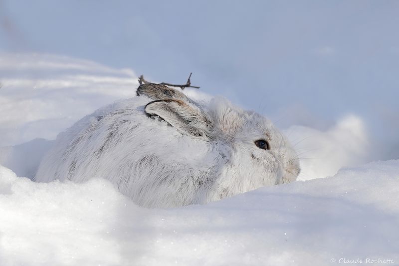 Lièvre d'Amérique / Snowshoe Hare