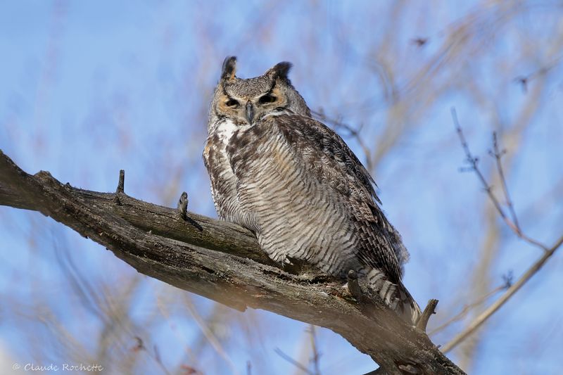 Grand duc d'Amérique / Great Horned Owl