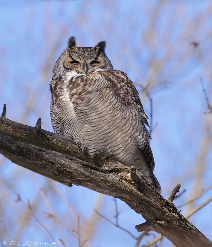 Grand duc d'Amérique / Great Horned Owl