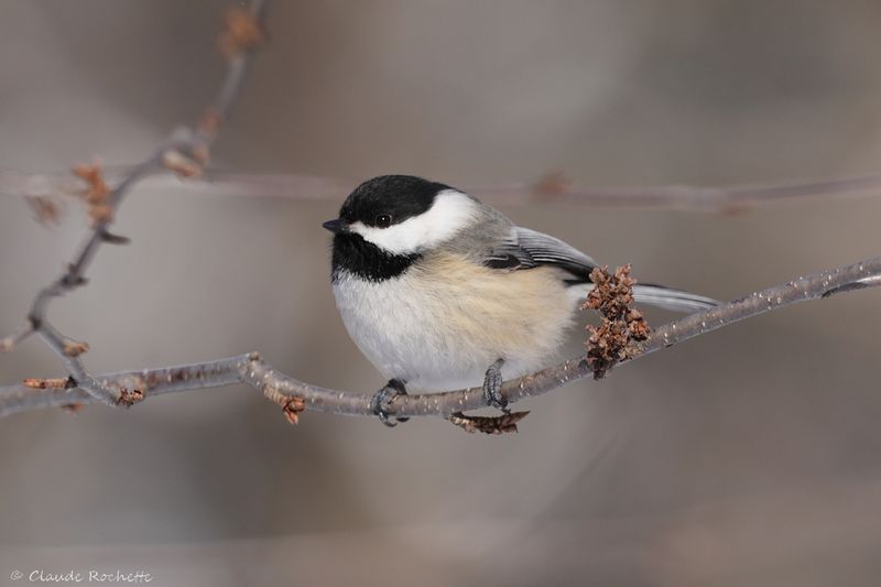 Mésange à tête noire / Black-capped Chickadee