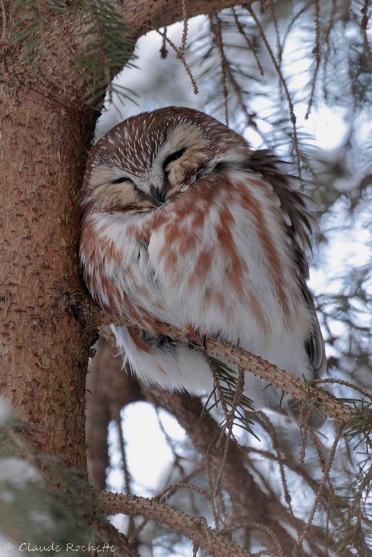 Petite nyctale / Northern Saw-whet Owl