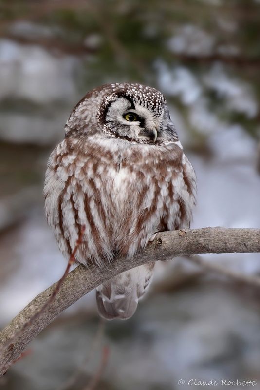 Nyctale de tengmalm / Boreal Owl