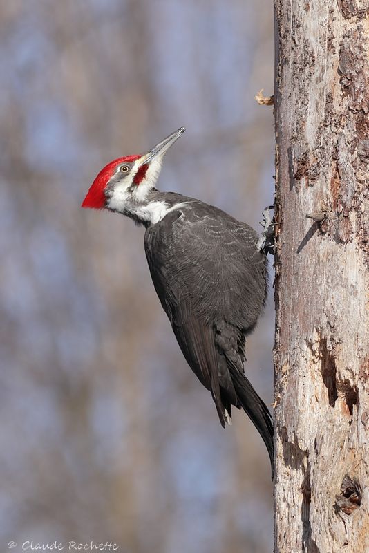 Grand pic / Pileated Woodpecker