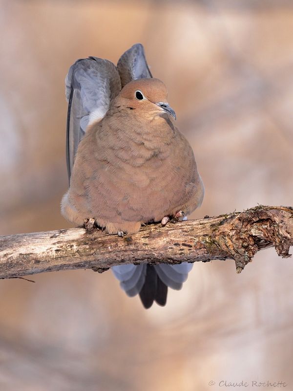 Tourterelle triste / Mourning Dove