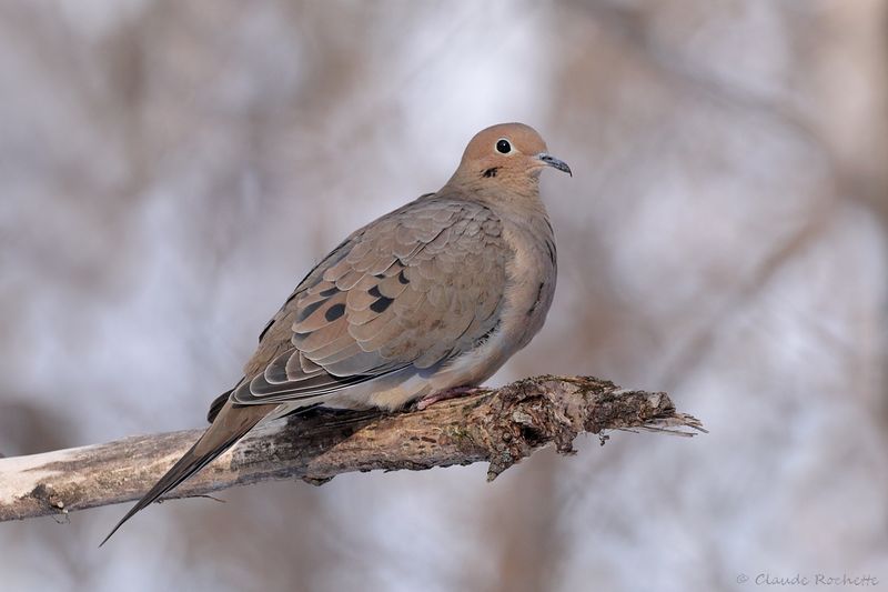 Tourterelle triste / Mourning Dove