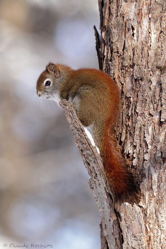 Écureuil roux / Red Squirell