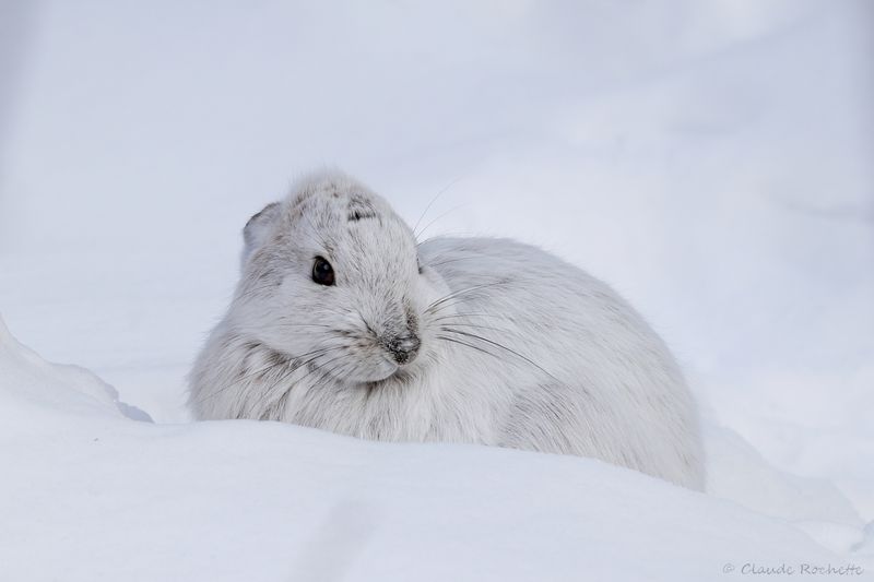Lièvre d'Amérique / Snowshoe Hare