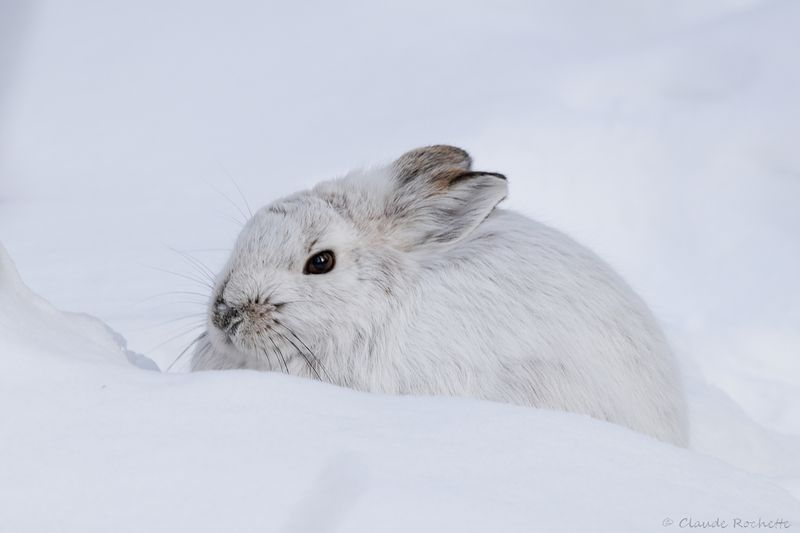 Lièvre d'Amérique / Snowshoe Hare