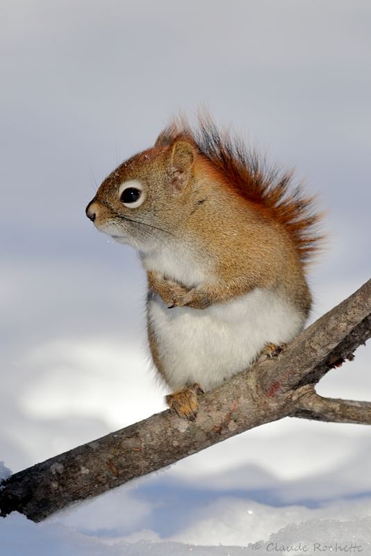 Écureuil roux / Red Squirell