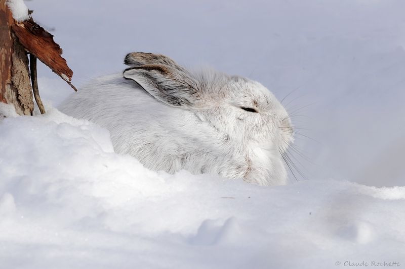 Lièvre d'Amérique / Snowshoe Hare