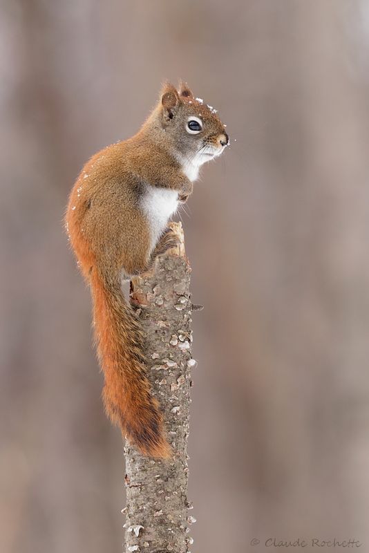Écureuil roux / Red Squirell